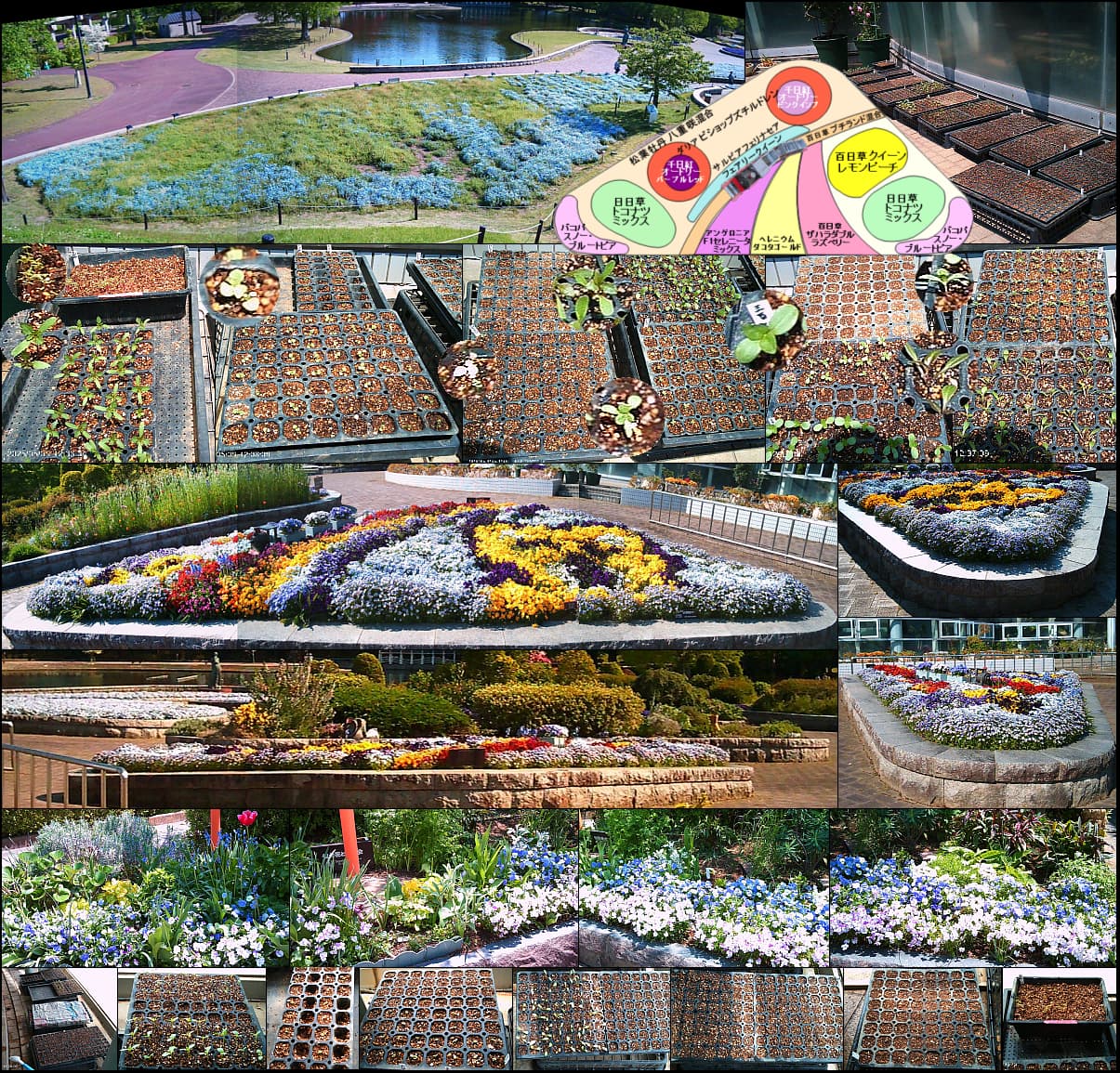 三角花壇日記 Triangular flowerbed diary